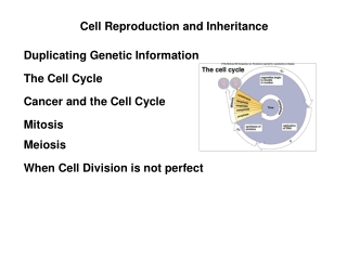 Duplicating Genetic Information