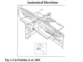 Anatomical Directions