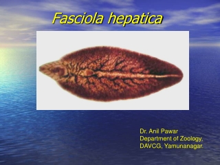 Fasciola hepatica