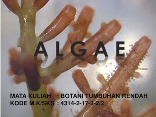 A L G A E