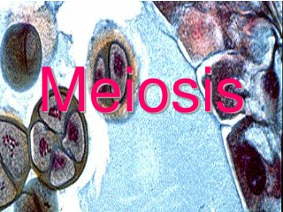 Meiosis