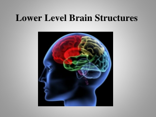 Lower Level Brain Structures