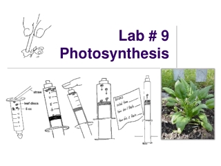 Lab # 9 Photosynthesis