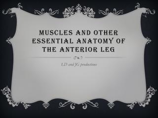 Muscles and other essential Anatomy of the anterior leg