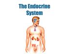 The Endocrine System