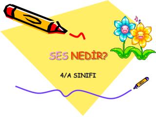 SES NEDİR?