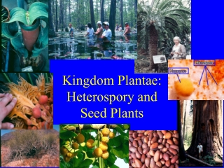 Kingdom Plantae: Heterospory and  Seed Plants