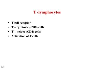 T -lymphocytes