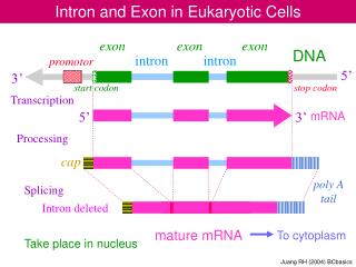 Intron and Exon in Eukaryotic Cells
