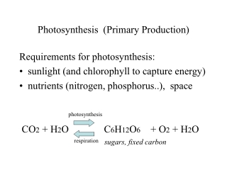 Photosynthesis  (Primary Production)
