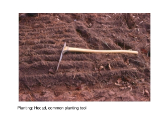 Planting: Hodad, common planting tool