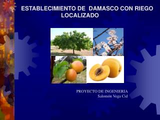 ESTABLECIMIENTO DE DAMASCO CON RIEGO LOCALIZADO