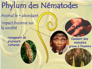 Phylum des Nématodes
