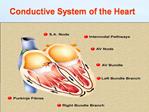 Conductive System of the Heart