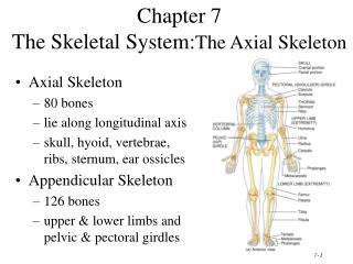 Chapter 7 The Skeletal System: The Axial Skeleton