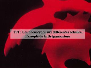 TP1 : Les phénotypes aux différentes échelles, Exemple de la Drépanocytose