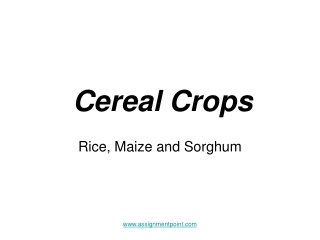 Cereal Crops