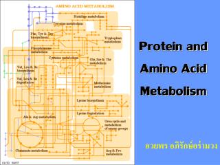 Protein and Amino Acid Metabolism