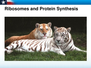 Ribosomes and Protein Synthesis