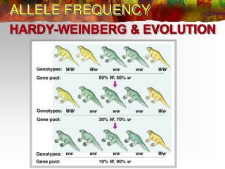 ALLELE FREQUENCY