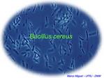 Bacillus cereus