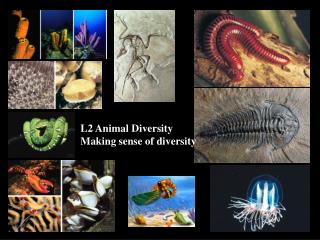 L2 Animal Diversity Making sense of diversity