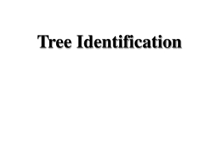 Tree Identification