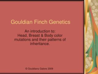 Gouldian Finch Genetics