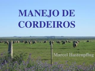 MANEJO DE CORDEIROS