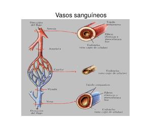 Vasos sanguíneos