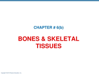 Bones &amp; SKELETAL TISSUES