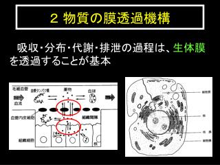２ 物質の膜透過機構