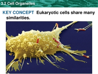 KEY CONCEPT Eukaryotic cells share many similarities.
