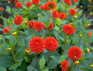 Perennial Plants