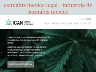 cannabis legalización