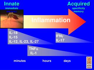 Inflammation