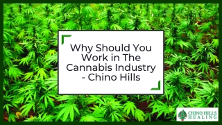 Why You Should Work in The Cannabis Industry