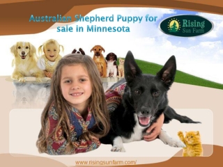 Puppy Australian Shepherds Puppy for Sale in Minnesota