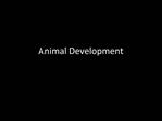 Animal Development