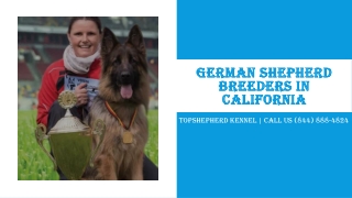 Buy German shepherd Protection Dog for Sale in California | Topshepherd Kennel