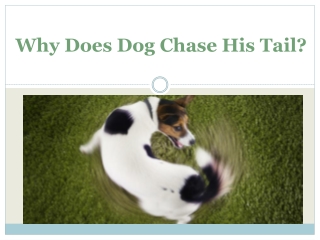 Why Does Dog Chase His Tail?
