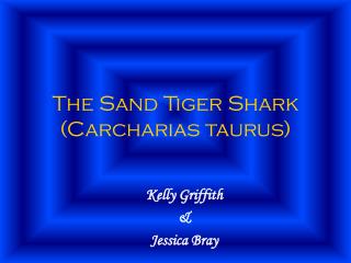 The Sand Tiger Shark (Carcharias taurus)