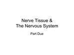 Nerve Tissue The Nervous System