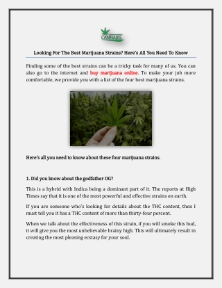 Looking For The Best Marijuana Strains? Here’s All You Need To Know