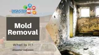 How Mold Remediation Specialists Help You?