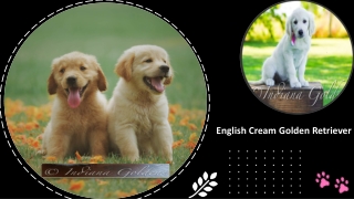 English Cream Golden Retriever Sale