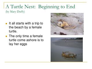 A Turtle Nest: Beginning to End (by Mary Duffy)