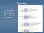 Neoaves