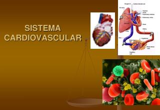 SISTEMA CARDIOVASCULAR