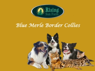 Blue Merle Border Collies puppies for Sale | Rising Sun Farm Inc